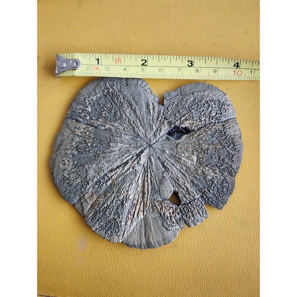 Large Pyrite Sun Pyrite Dollar from USA  4.2" ACROSS
